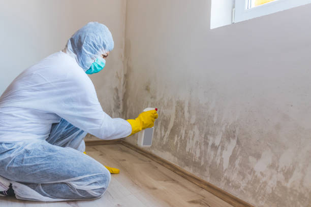 Licensed Mold Removal service in Butler, GA - WQB Mold Removal